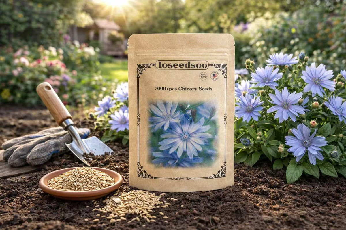 Loseedsoo chicory seeds pack with 7000+ seeds for large meadow projects.