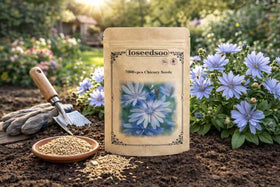 Loseedsoo chicory seeds pack with 7000+ seeds for large meadow projects.