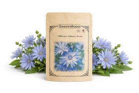 Loseedsoo chicory seeds blue wildflower bloom for pollinator borders.