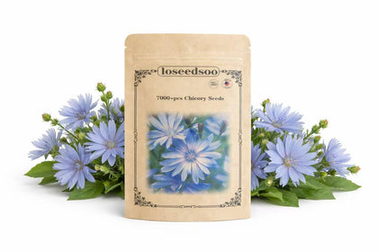 Loseedsoo chicory seeds blue wildflower bloom for pollinator borders.