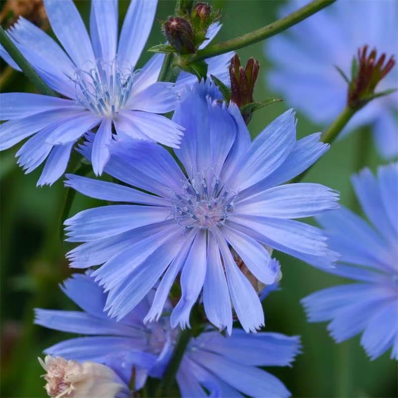 Loseedsoo chicory seeds demonstrate hardy perennial growth in sun and well-drained soil.