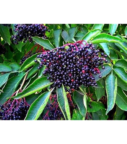 Loseedsoo elderberry shrub close-up with dark berry clusters ideal for edible landscaping.