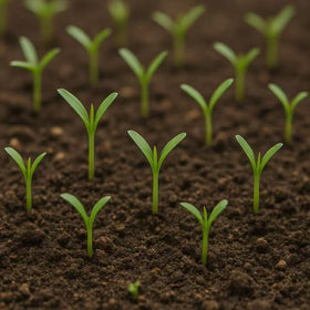 Loseedsoo Kong Xin Cai grown in containers for compact balcony gardens.