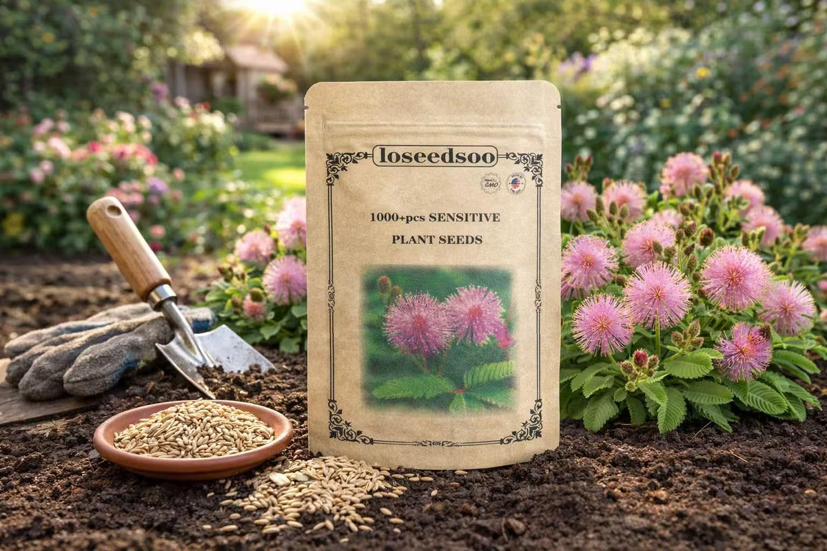 Loseedsoo mimosa-pudica-pink-puffball-flowers brings delicate blossoms to pots and sunny spaces.