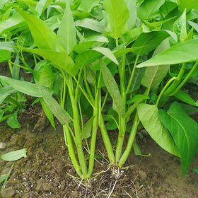 Loseedsoo Water Spinach Seeds in garden-bed germination phase.