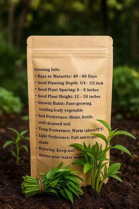 Loseedsoo Water Spinach Seeds germination stage for home gardens.