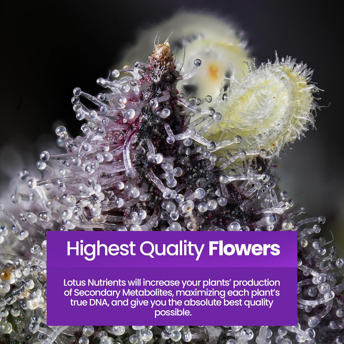 Cal-Mag Pro powder dissolving quickly for clean nutrient mixes.