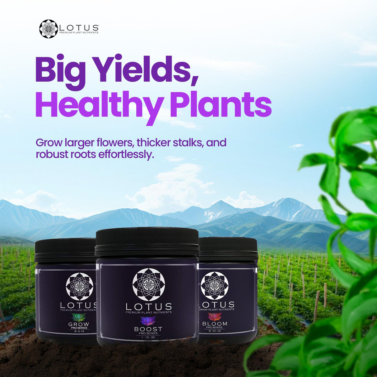 Lotus Nutrients Bloom bottle close-up emphasizing flowering support