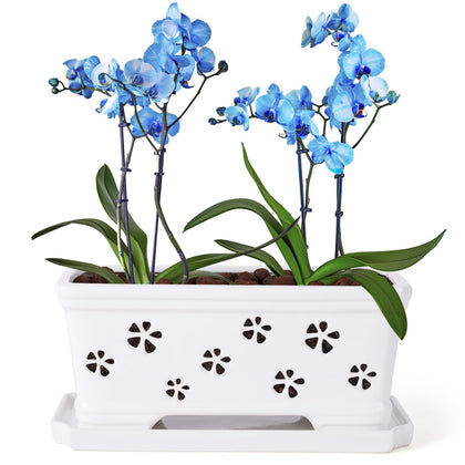 Lovely Ran 10-inch rectangle ceramic orchid pot with holes and saucer for drainage.