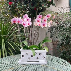 Lovely Ran 10-inch rectangle white orchid pot designed for indoor desks.