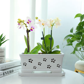 Lovely Ran butterfly orchid pot with carved white glaze for elegant indoor display.