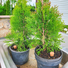 Lovely Ran lid and soil burial design blends with decor while watering.