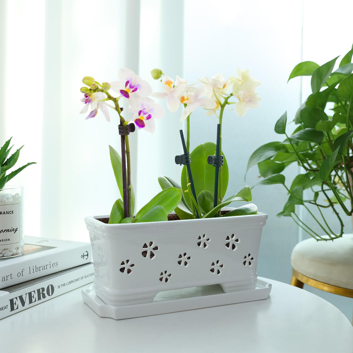 Lovely Ran rectangle white pot for easy water management and moisture balance.