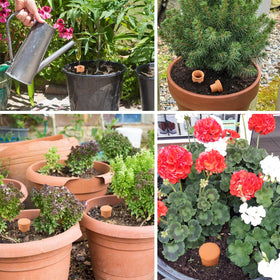 Lovely Ran self-watering solution supports various plants without daily attention.
