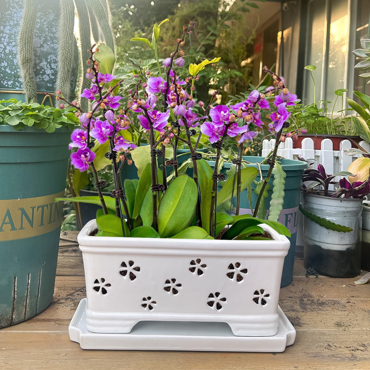 Lovely Ran butterfly orchid pot suited for Phalaenopsis with breathable design.