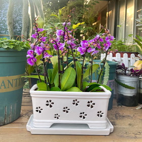 Lovely Ran butterfly orchid pot suited for Phalaenopsis with breathable design.