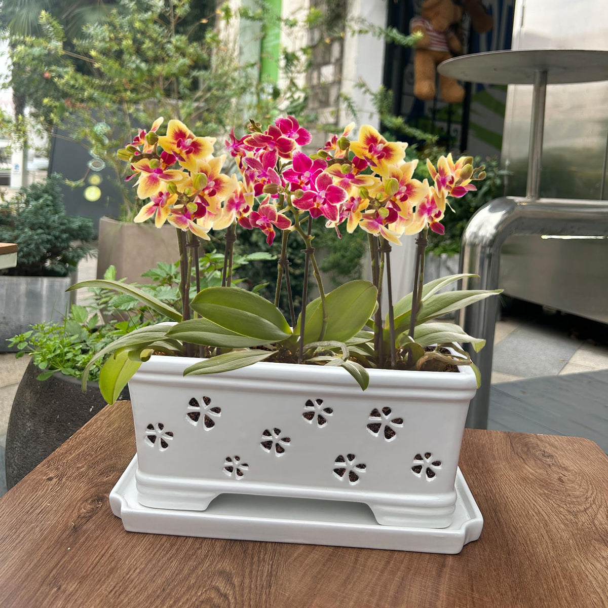 Lovely Ran versatile orchid pot for indoor or outdoor placement.
