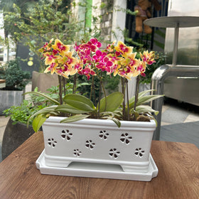 Lovely Ran versatile orchid pot for indoor or outdoor placement.