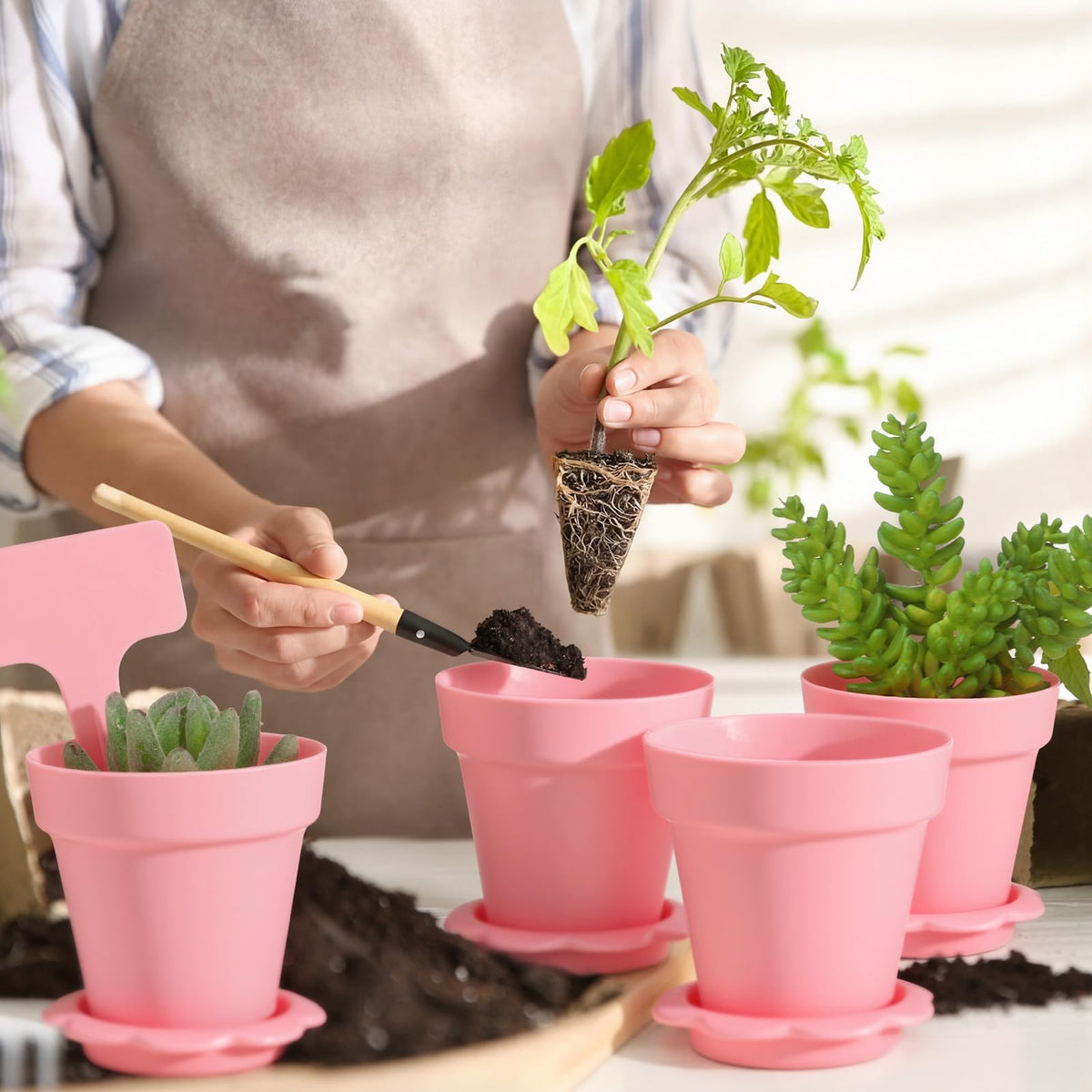 LOYIM seed starter kit supports easy indoor and outdoor planting projects