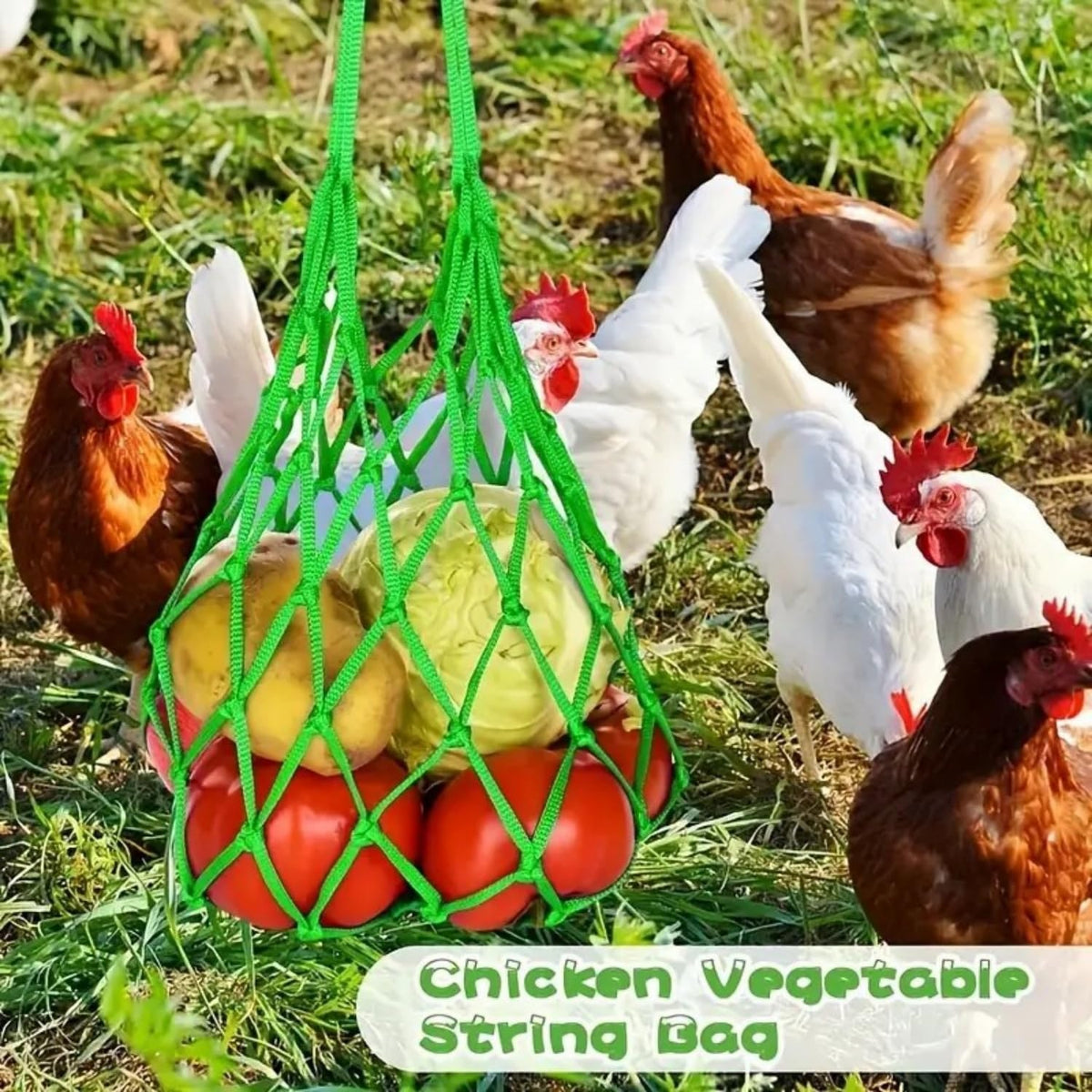 LqIan orange veggie net bag loaded with cabbage for chickens.
