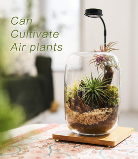 LuckyRunes glass container view showcases clear layers and miniature plants beautifully.