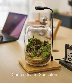 LuckyRunes tools tweezers enable precise planting and delicate arrangement.