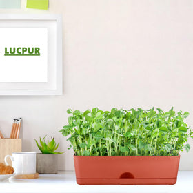 Lucpur rectangle window planter 16inch wide, ideal for flowers and vegetables.