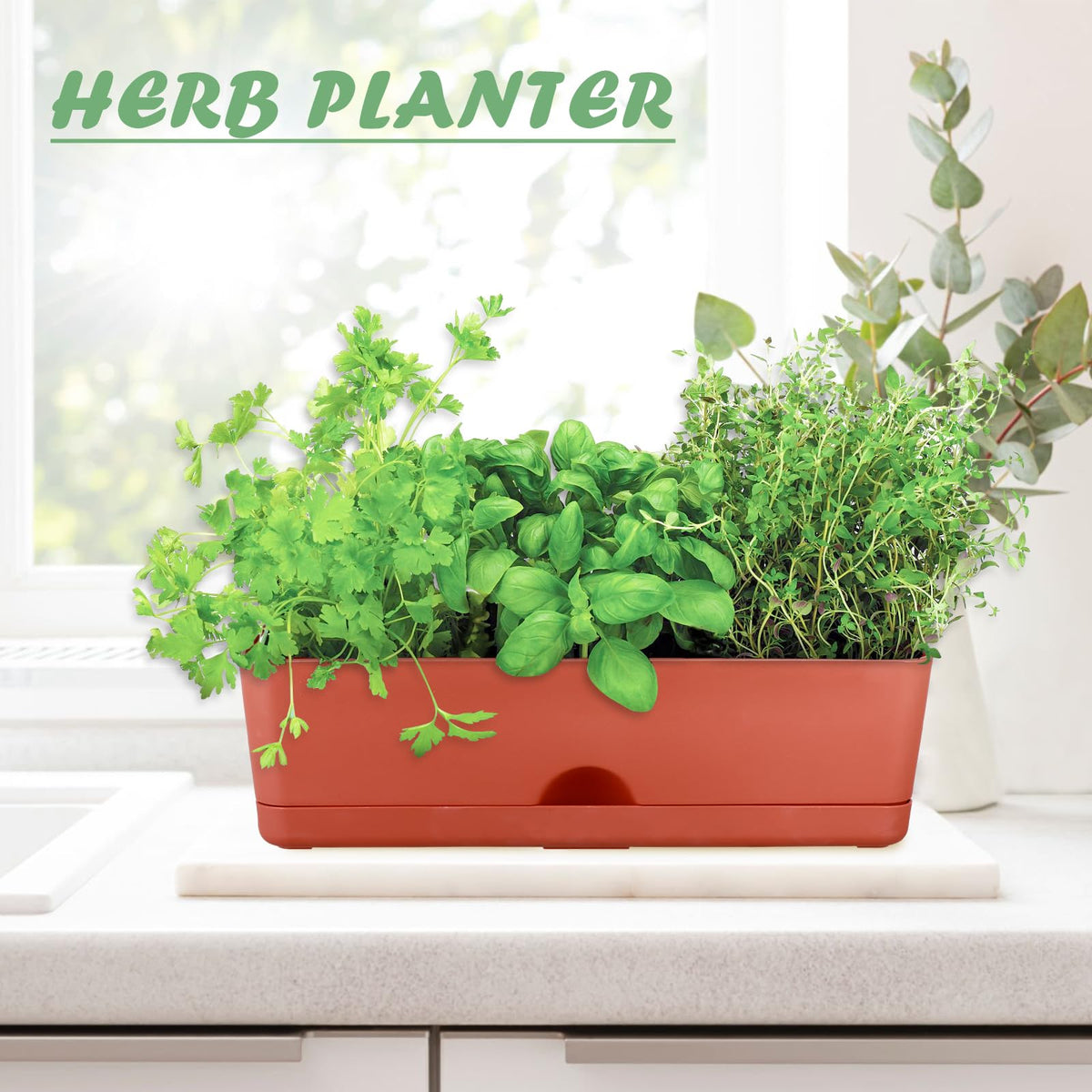 Lucpur succulent and flower window box with integrated saucer.