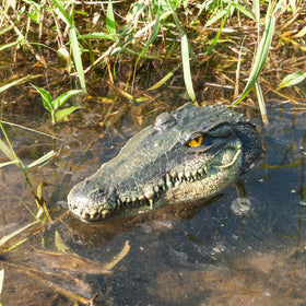 LUEUR alligator head sculpture shows detailed coloring enhancing pond or pool aesthetics.