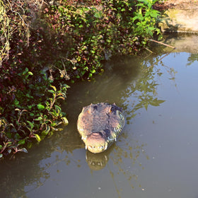LUEUR alligator head eyes detail enhances realism for effective wildlife deterrence.