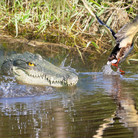 LUEUR decorative alligator head elevates backyard ponds with playful, natural-inspired charm.
