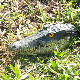 LUEUR floating alligator head serves as bold outdoor accent for landscape design.