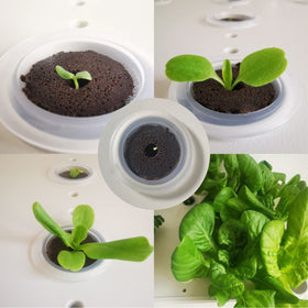 lukandafi Grow Sponges 60 Pack promotes efficient water and nutrient uptake