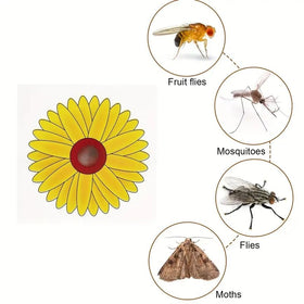 Beautiful sunflower trap works without chemicals for home or office spaces