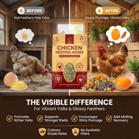 Chickens in coop relaxed with LUMERAM herbs promoting steady nesting routines.