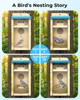 LuminiCam Bird House 1080p live streaming for day and night viewing.
