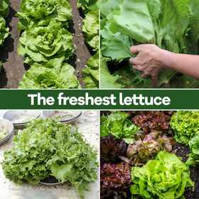 LUOJIBIE colorful salad greens assortment for everyday meals