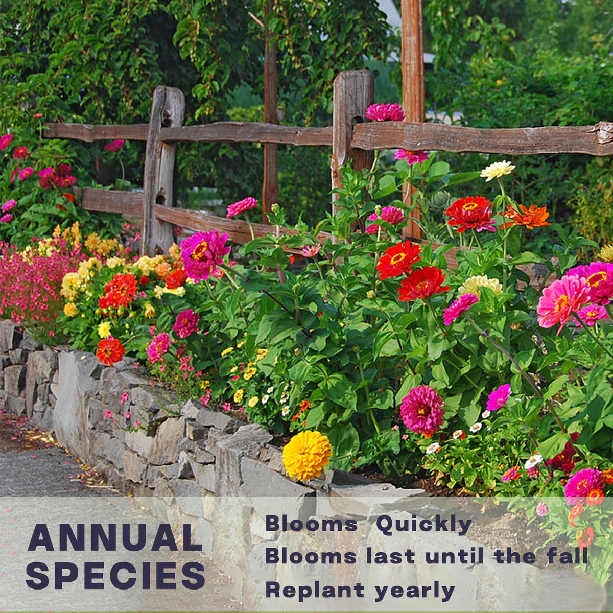 LUOJIBIE zinnia border garden display for year-round color