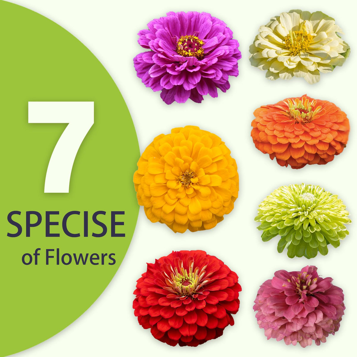 LUOJIBIE giant zinnia blooms 4-5 inches brighten garden borders.