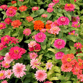 LUOJIBIE zinnia seeds bulk packets ready for planting in garden beds.