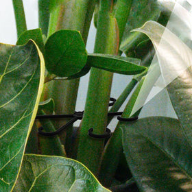 LUOTIVON clip-free design plant stem supports for quick setup