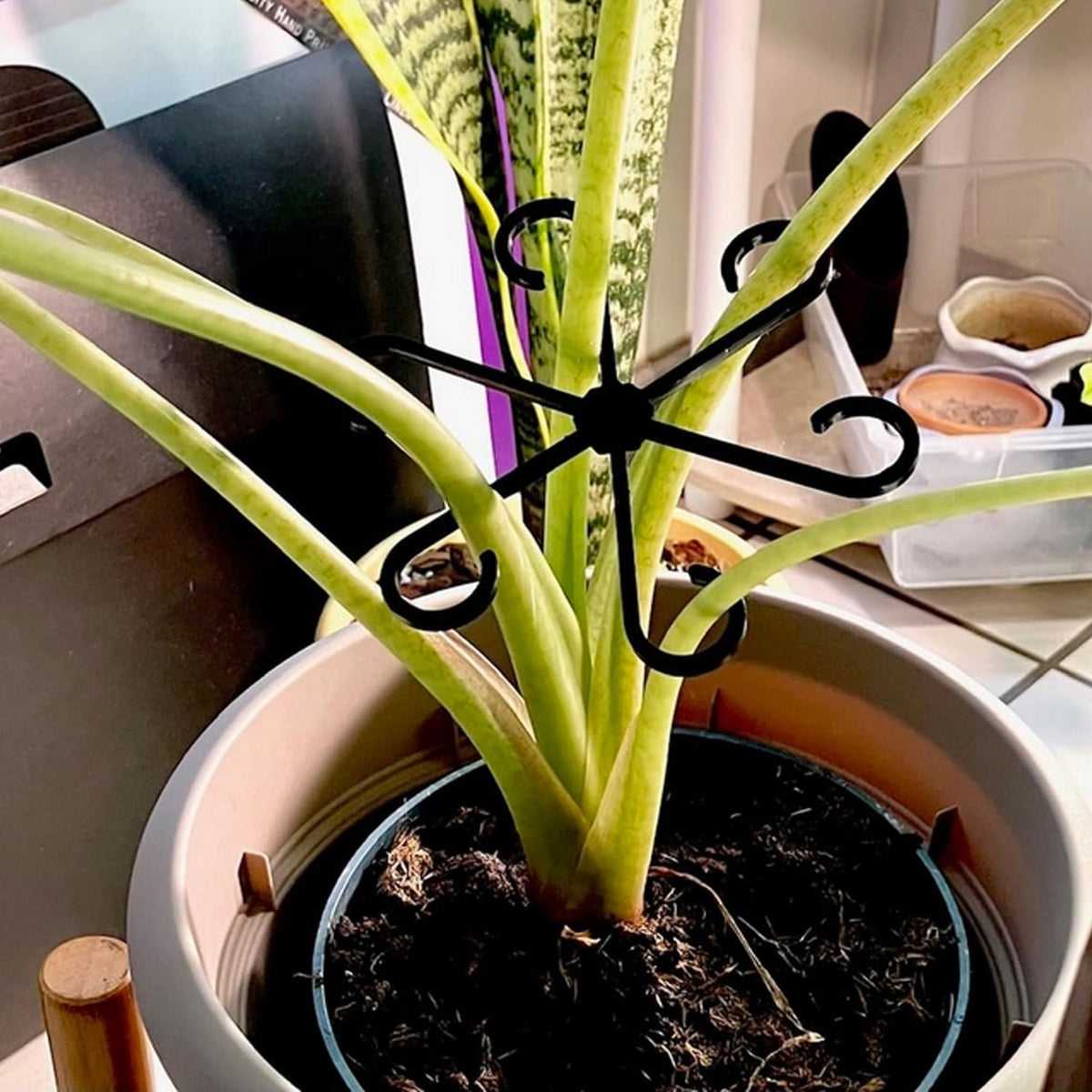 LUOTIVON easy-installation plant stem supports shown in use