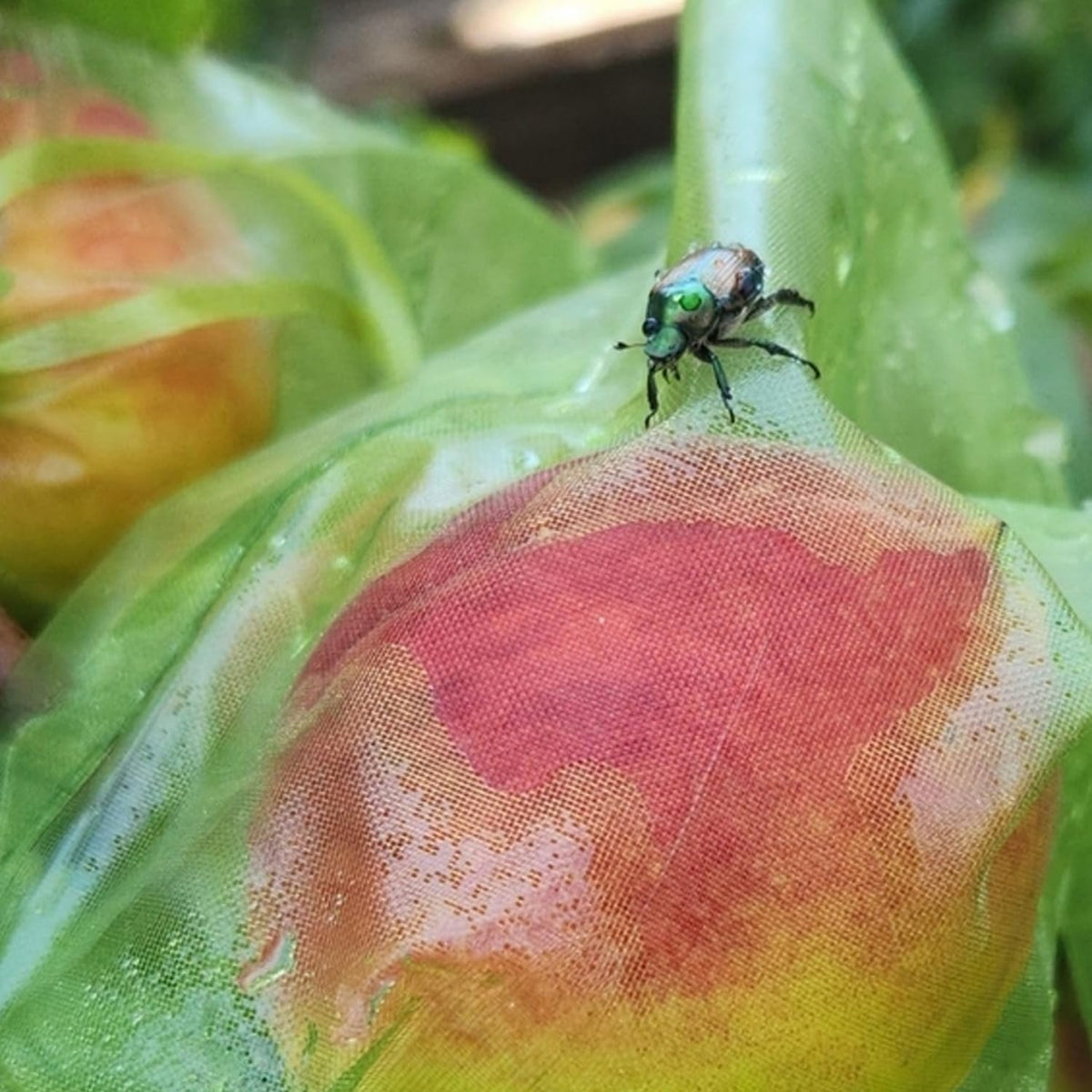 LUOTIVON fruit protection bags on fruit illustrating gentle fit and easy removal