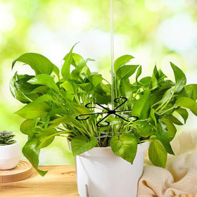 LUOTIVON gift idea plant enthusiasts for organized growth