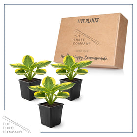 Lush green hosta leaves with cream margins highlighting texture.