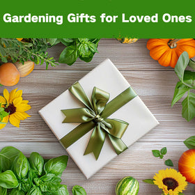 LUSH&DEW raised-bed garden setup for indoors and outdoors