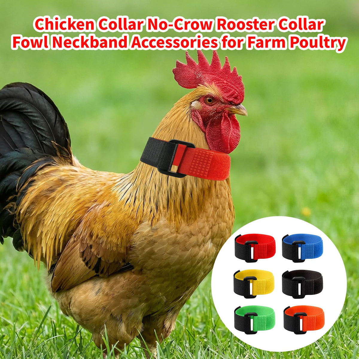 LUSTRIB colorful identification collars help manage a busy flock.