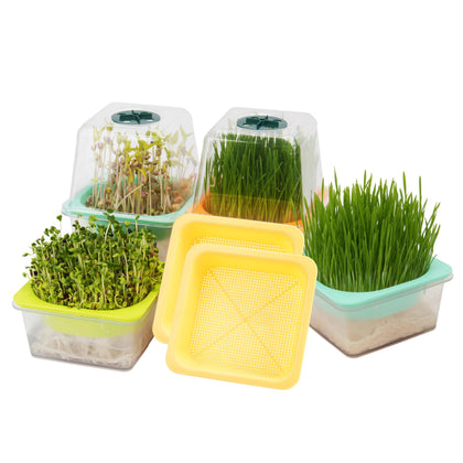 LUVCOSY microgreen-tray-5in-dome demonstrating humidity control for home sprouting