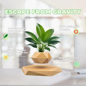 Luxelinc bonsai floating planter fits compact plants like succulents