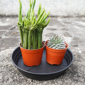 LWALRS outdoor setup with weather-resistant saucers under pots.